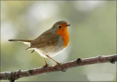 Quel est ce charmant petit oiseau ?