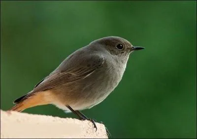 Quel est cet oiseau qui chante en gonflant ses plumes ?