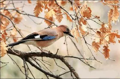 Quel est ce passereau de la famille des Corvidae ?