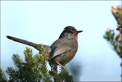 Quel est ce petit oiseau à bec court ?