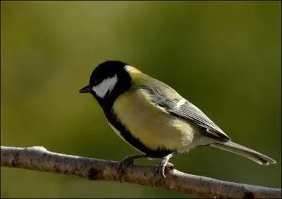Quel est ce bel oiseau ?
