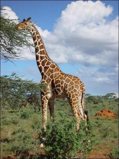 Le poids de la girafe est d'/de :