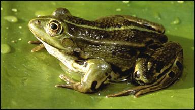 L'espérance de vie de la grenouille verte est de :