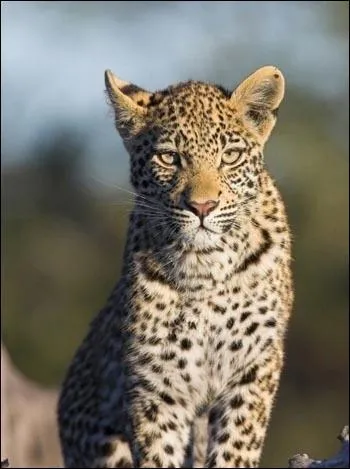 La taille du léopard se rapproche d'...