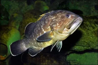 L'espérance de vie du mérou brun est de :