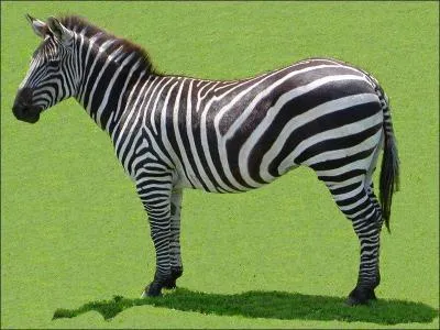 Quelle est la taille du zèbre ?