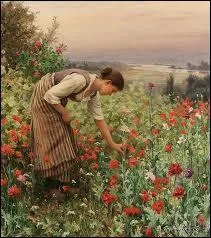 Qui a peint "La cueillette des coqueliquots" ?
