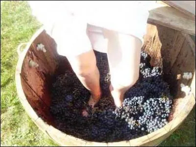 Comment nomme-t-on, en vinification, l'action d'écraser, presser les raisins pour en faire sortir le jus ?
