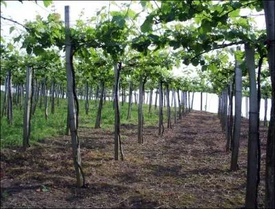 Selon le dicton, quand faut-il tailler la treille pour que les rats ne mangent pas le raisin ?