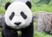 Quiz Je suis un panda, et j'aime l'eucalyptus !