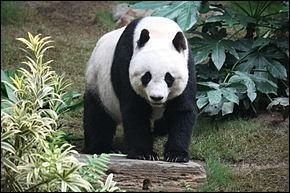De quel pays le panda géant vient-il ?