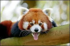 En moyenne, quelle est la durée de la gestation du panda roux ?