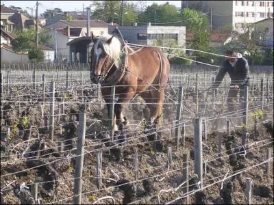 Je ne sais pas si cela est en rapport avec les mots populaires : murge, cuite, biture. Comment se nommait le premier cépage planté en Bordelais, ancêtre des cabernets ?