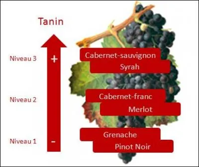 Pour les vins rouges, quel est le cépage le plus utilisé ?