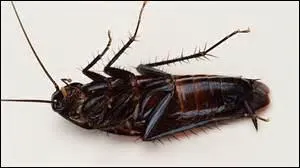 Quel est le bon verbe qui va avec l'insecte ?