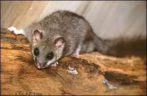 Enfin, un dernier clic et vous pourrez faire comme ce joli petit rongeur.