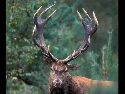 La réponse vous semblera cavalière !