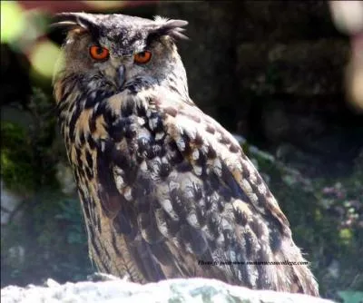 La réponse peut vous paraître chouette, mais ne vous y fiez pas !