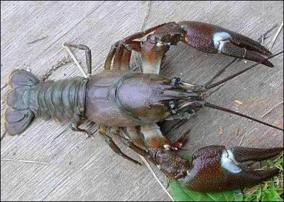 Voyons voir si vous en pincez pour cette dernière réponse !