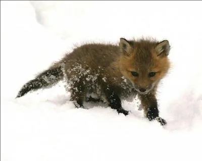 Méfiez-vous, dans cette fable, il y a un loup !