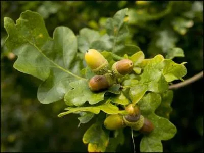 Je vous laisse deviner à quoi vous ressemblerez si vous ne trouvez pas la réponse !