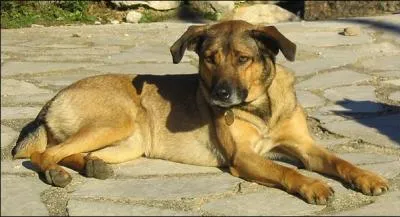 Ah ben, forcément, elle va marcher beaucoup moins bien, qu'est-ce que je vais devenir moi ? -- Un piéton !