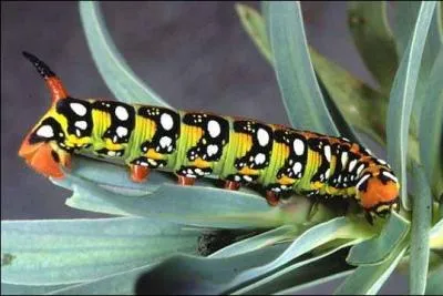 Tu sais comment il est mort le capitaine Crochet ? - Je déteste les devinettes ! - En s'grattant les couilles !