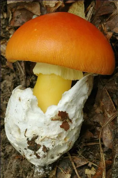 Ce champignon, dont le chapeau est orange est appelé 'oronge' . Est-il comestible ?
