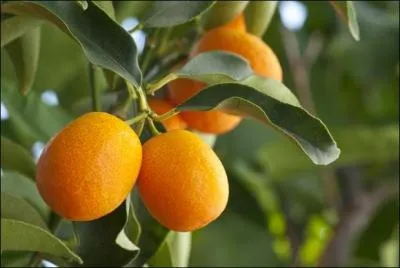 Comment se nomme cette orange amère ?