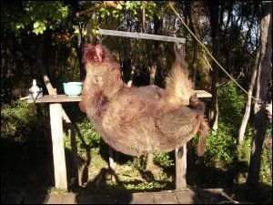 Quel est le poids des petits sangliers à 6 mois ?