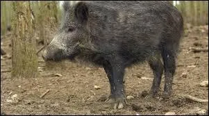 En Europe, le sanglier est reconnu pour être...