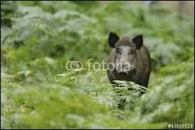 Quel est son habitat ?