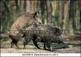 À quelle période se déroulent les amours du sanglier ?