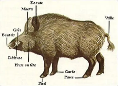 Le mâle dominant affirme sa domination en entaillant les arbres à grands coups de...