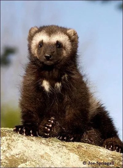 J'adore mâcher le bois et les os des animaux morts ainsi que les bois des cervidés tombés durant l'automne. Je fouette l'air de ma queue pour faire peur à mes ennemis et si ça ne suffit pas, je leur lance des flèches piquantes. Je suis...