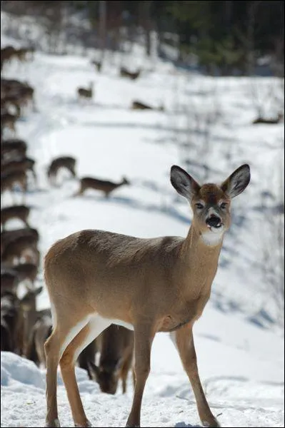 Ma course peut atteindre 64 km/h. Mon odorat et mon ouïe sont si développés qu'un bruit ou une odeur peuvent me faire changer de direction ou interrompre ma course. Je suis...