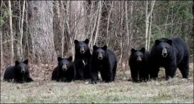 C'est le petit qui grandit le plus vite. Il est presqu'aveugle mais quelques jours après sa naissance c'est un puissant nageur. Je suis...