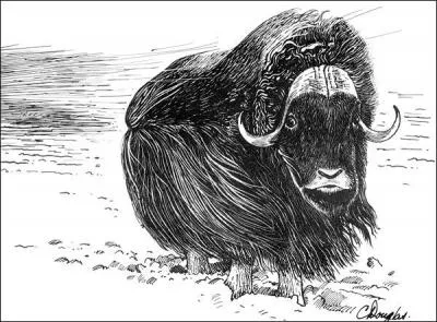 Je suis très difficile à percevoir, pourtant je suis le mammifère qui occupe le plus grand territoire de l'hémisphère nord. Je suis...