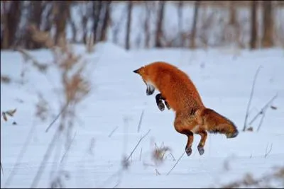J'adore la neige grâce à mes grands pieds et ma fourrure. Je cours rapidement mais uniquement sur de très courtes distances. J'attends donc ma victime caché dans la neige où je la traque sans relâche. Je suis...
