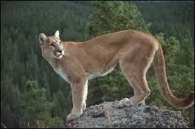 Quand je chasse, j'échoue 9 fois sur 10. Je vis en meute qui possède toujours une femelle et un mâle dominants. Je hurle à la lune pour communiquer avec 
les membres d'une autre meute. Je suis...