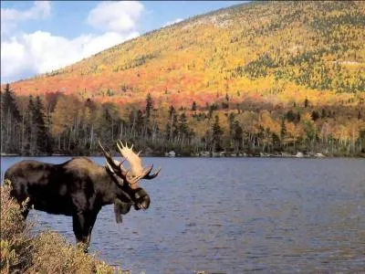 C'est un coureur de fond dès son premier automne et les jeunes mâles ont souvent été observés jusqu'à 250 km de leur lieu de naissance. Il a mauvaise réputation auprès des fermiers qui le traitent de “voleurs de poules” . Je suis...