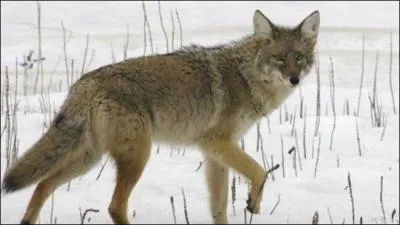 Il aime tout autant les fourmis que les bleuets (myrtilles). Malgré son poids, il peut atteindre une vitesse de 55 km/h. S'il se réveille en hiver, il peut errer pendant de courtes périodes. Je suis...