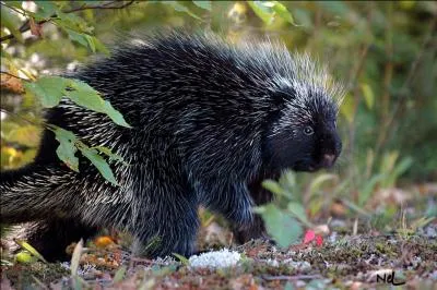 C'est le plus répandu de tous les gros animaux d'Amérique du Nord. Parfois, pendant ses combats, durant la période de rut, il peut mourir les bois emmêlés à ceux d'un rival qu'il affrontait. Je suis...