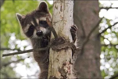 J'hiberne réellement. Je passe mon temps à manger et à me chauffer le poil au soleil. Je fais l'objet de nombreuses recherches médicales. Je suis...