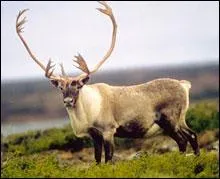 Je suis arrivé par le détroit de Béring. Je me bats de façon très violente pour dominer le troupeau. Je brise la croûte de neige avec ma tête si je n'y arrive pas avec mes pattes. Je suis...