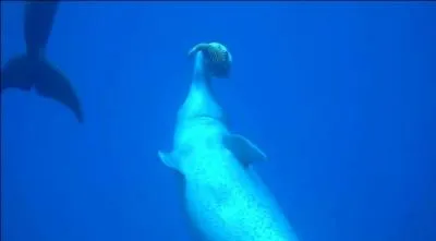 On rapproche souvent, de par son intelligence, le dauphin de l'homme, et il le prouve, car lui aussi aime bien la défonce, il adore s'éclater en mâchouillant la petite pieuvre à anneaux bleus, pourtant mortelle !
