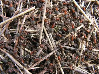 Parmi les oiseaux, plusieurs espèces aiment prendre des bains de fourmis, afin de profiter de l'effet bénéfique de l'acide formique !