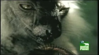 A Madagascar, certains animaux profitent des vertus hallucinogènes d'une espèce de mille-pattes, c'est le cas du fossa !