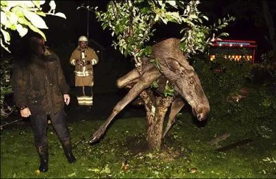 Sur cette photo, on voit une femelle élan après une bagarre avec l'une de ses congénères !