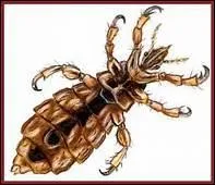 Quel adjectif convient à cet insecte parasite, souvent en tête ?